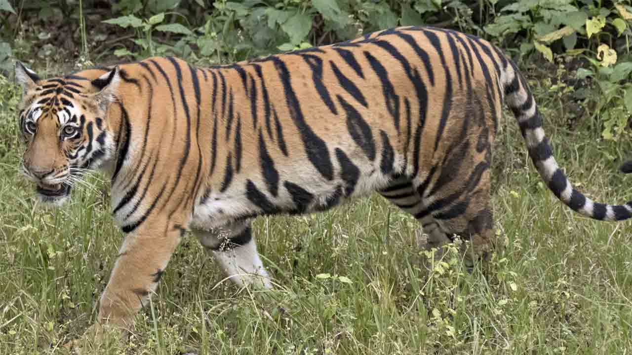 మేకల మందపై దాడి చేసిన పులి