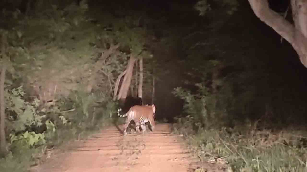 బెజ్జూరులో ఎద్దుపై దాడిచేసిన పెద్దపులి..