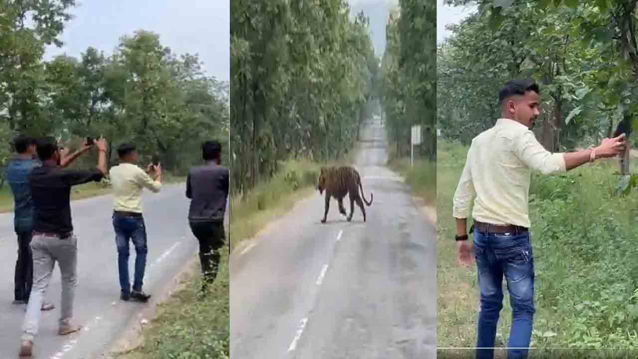 Viral Video: రోడ్డు దాటుతున్న పులితో సెల్ఫీ…!