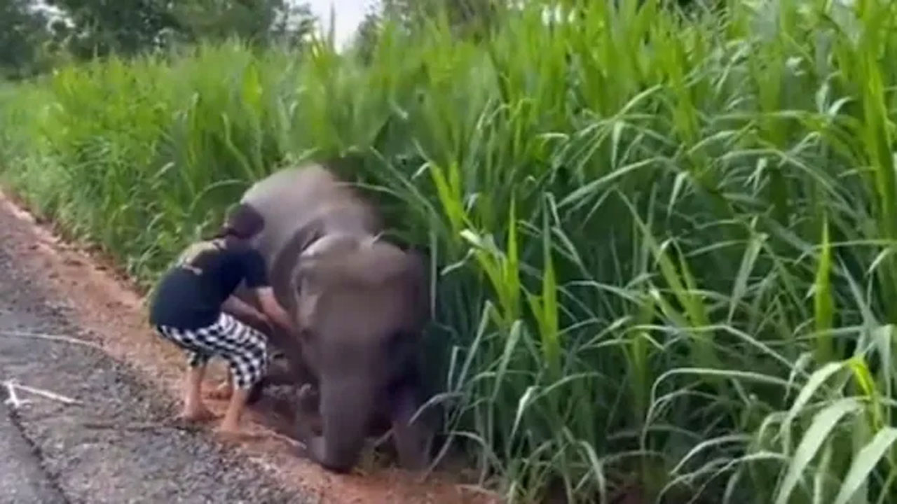 వైరల్‌ వీడియో : మట్టిలో పడిపోతున్న పిల్ల ఏనుగును కాపాడిన మహిళ