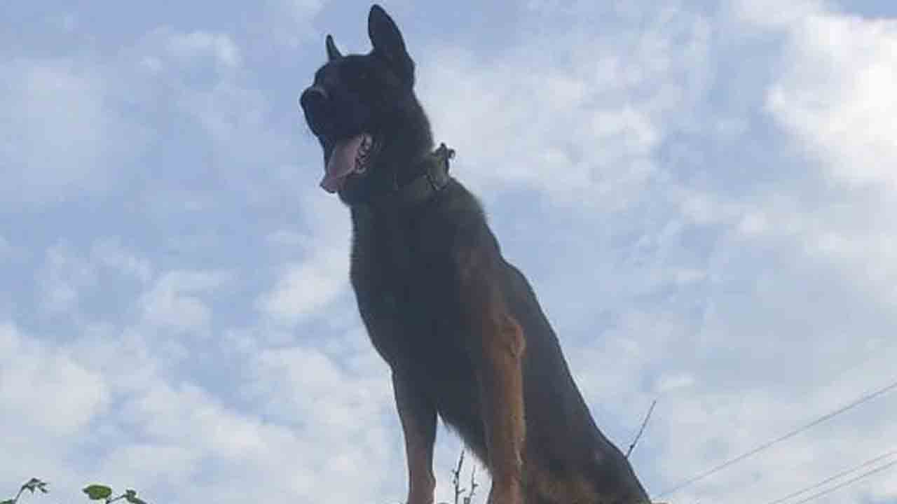 Army Dog Zoom: ఉగ్రవాదులతో పోరాడిన ‘జూమ్’ మృతి