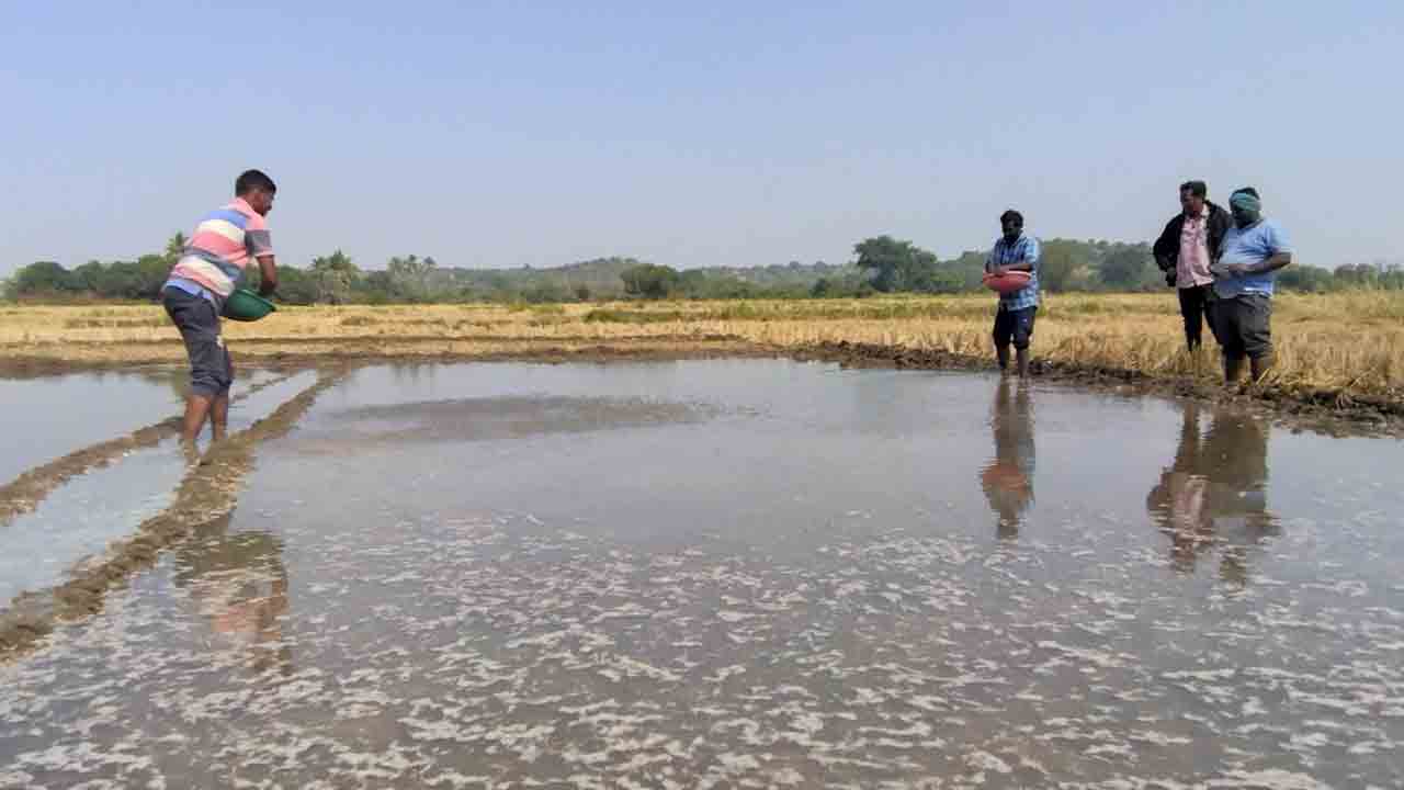 చలికాలం..నారుమడి జాగ్రత్త..!