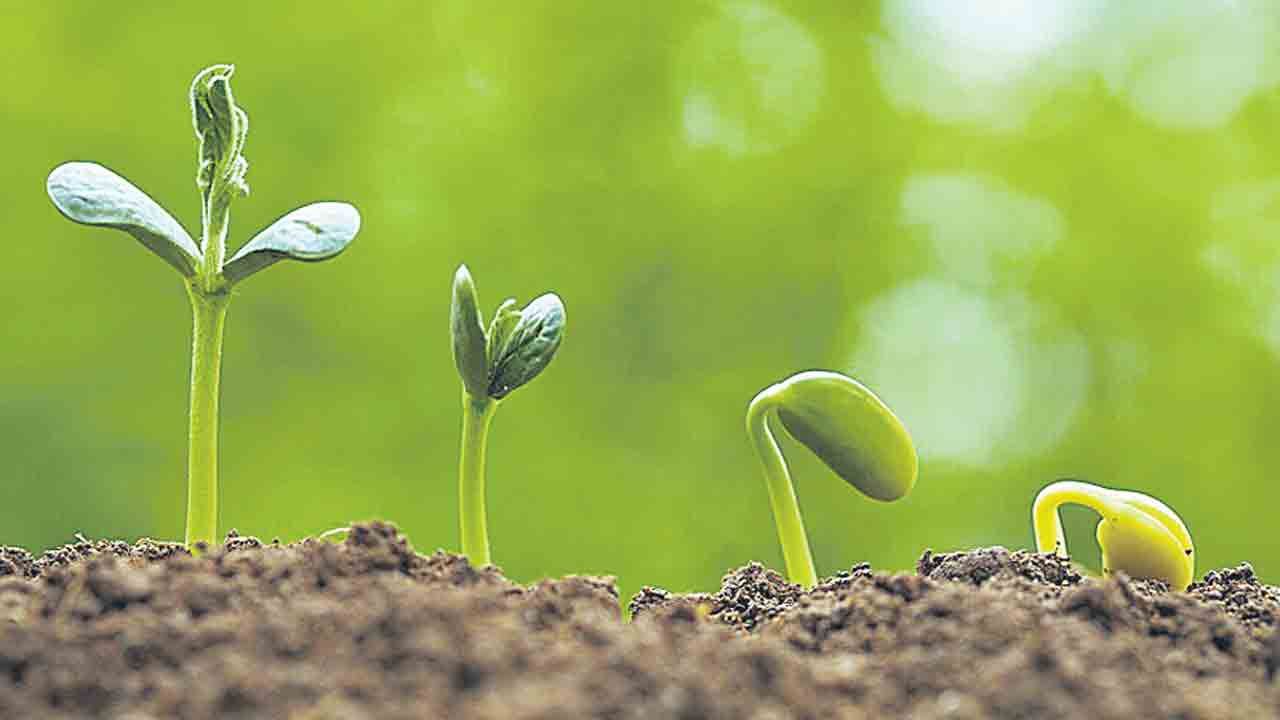 విత్తన భాష