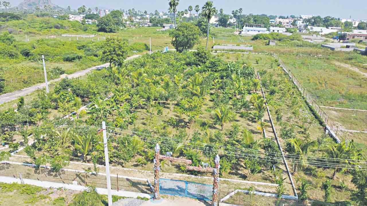 చిట్టడవిలా మంకీ ఫుడ్‌ కోర్టు