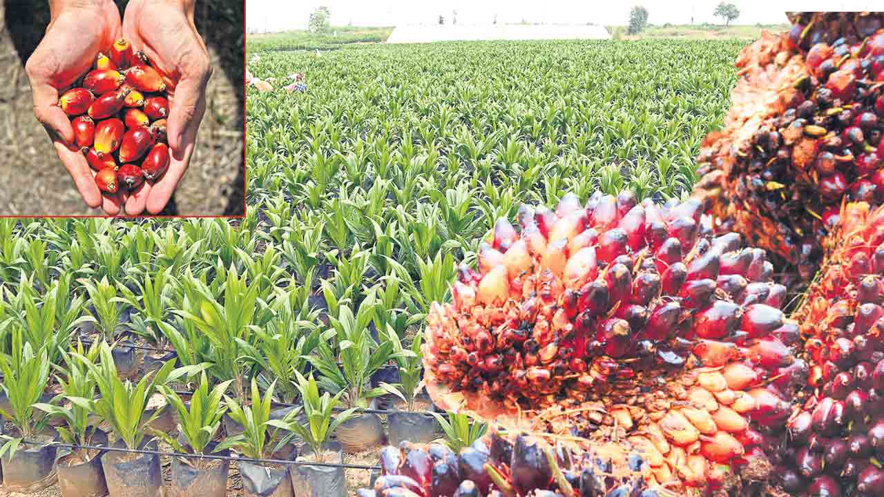 ఆయిల్ పామ్ సాగుతో అధిక లాభాలు