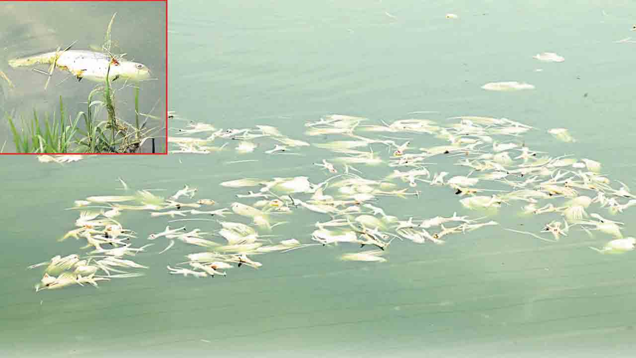 మంచిర్యాలలో కిల్లర్ ఫిష్