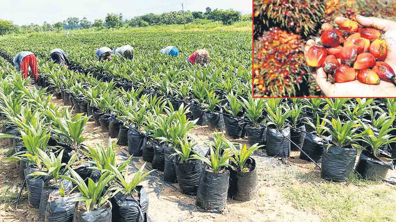 ఆయిల్‌పామ్‌ సేద్యం.. ఆదాయం పదిలం