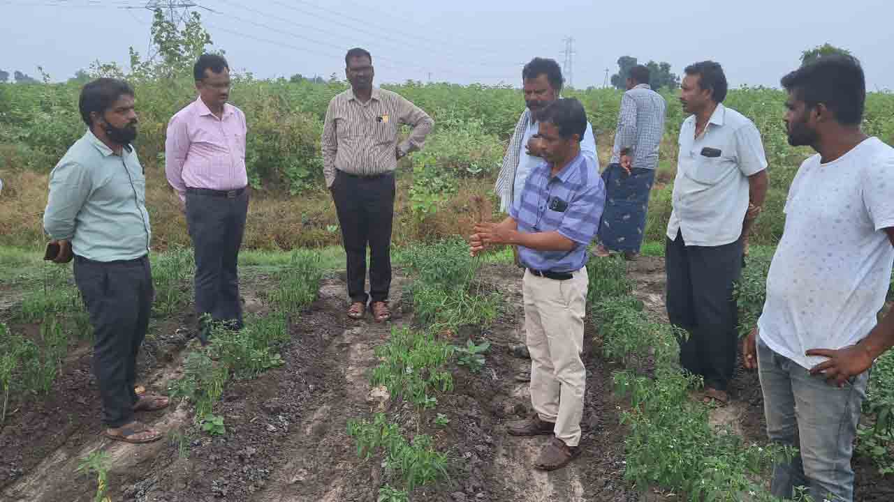 నల్లతామర పట్ల అప్రమత్త అవసరం