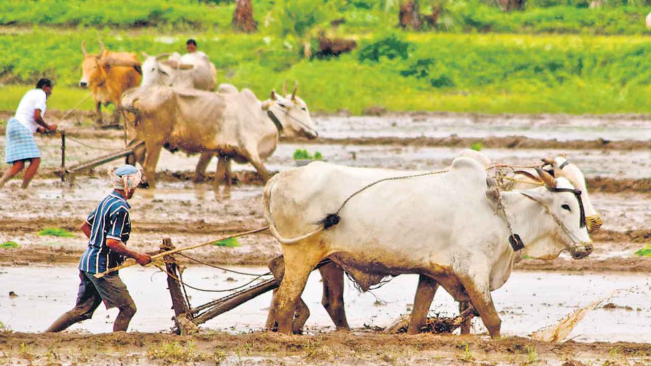 ‘సాగు’ను బాగు చేయలేరా?