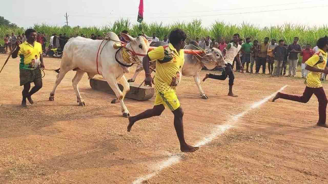 రాజేశ్వరపురంలో ఉత్సాహంగా ఎడ్ల బల ప్రదర్శన