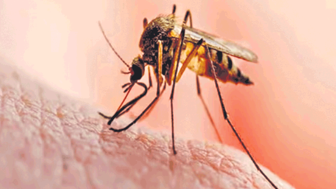 బతికుండగానే నరకం..! దోమకాటుతో కోమాలోకి