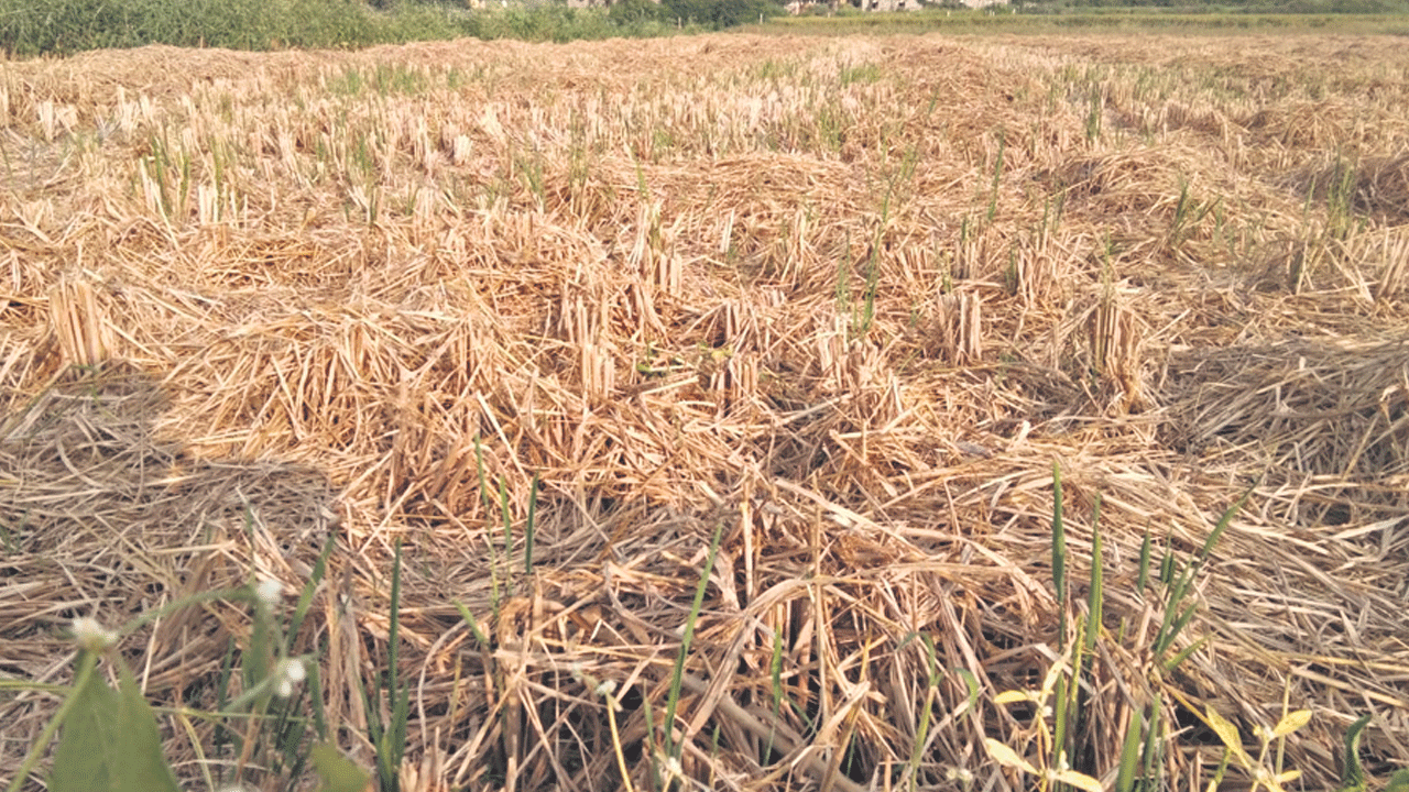 వరికొయ్యలను కాల్చొద్దు