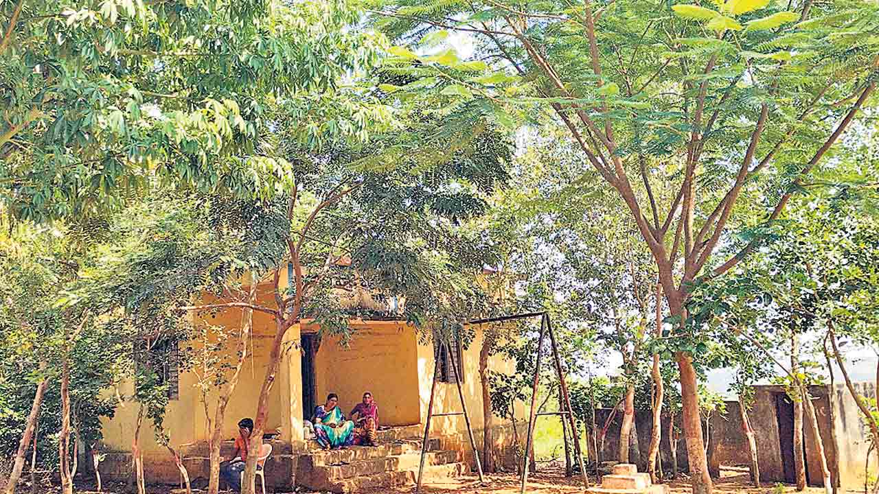 పరిఢవిల్లిన పచ్చదనం