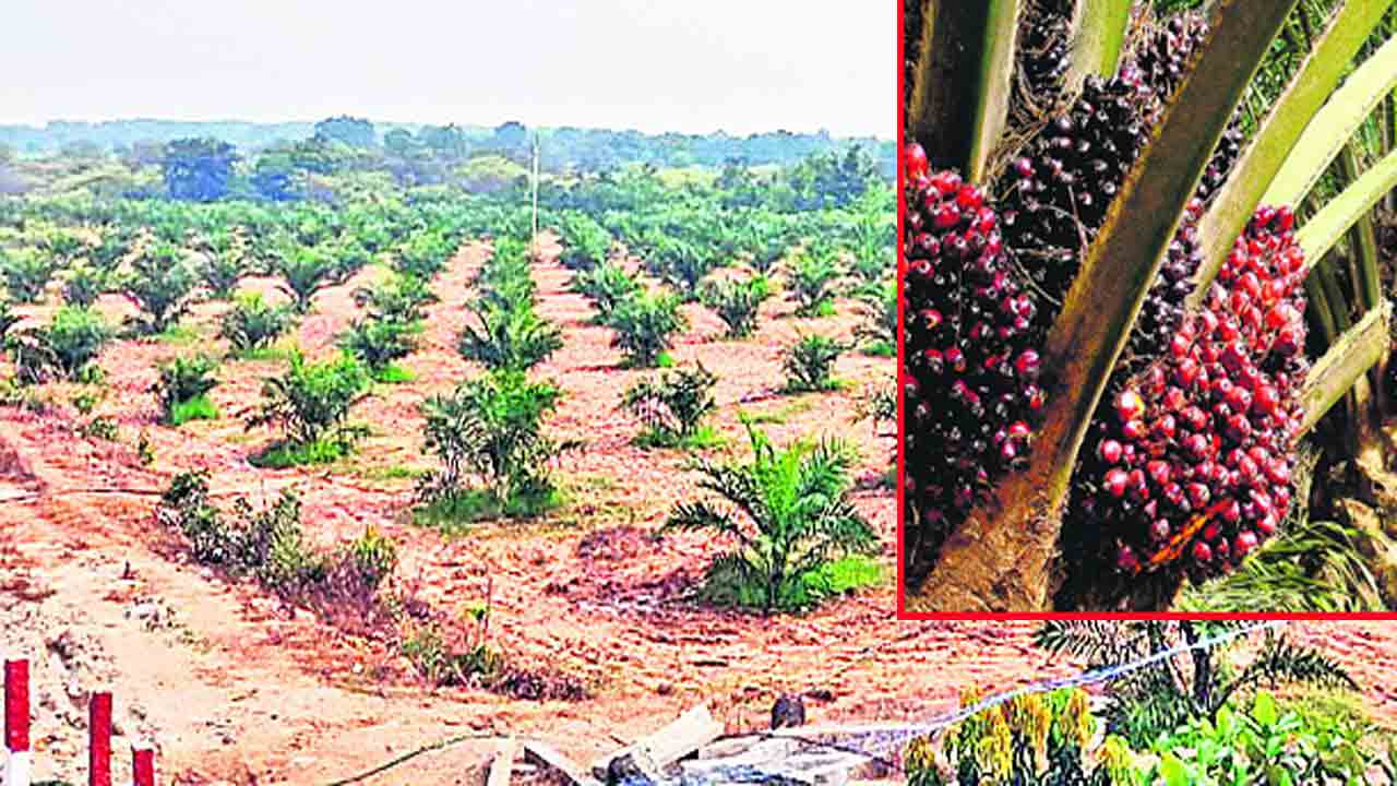 ఆయిల్పామ్ సాగుతో ఆదాయం ఫుల్