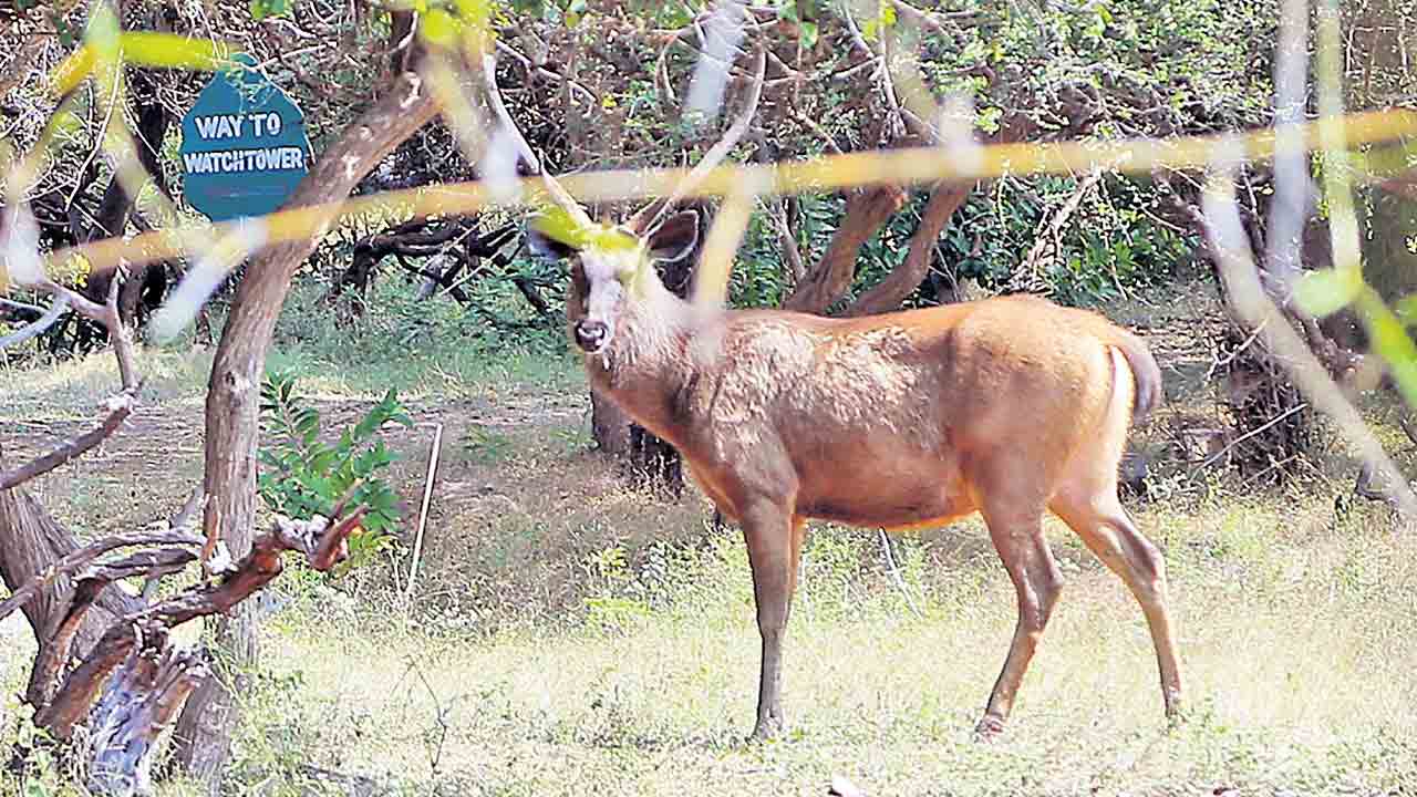 మృగవని’ని చూసొద్దాం రండి