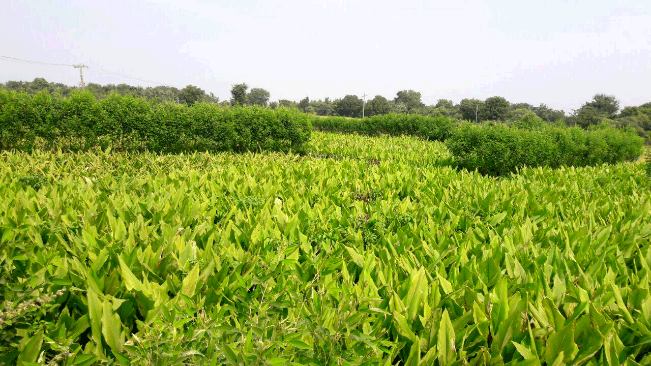 ‘కంది’పోనివ్వదు..