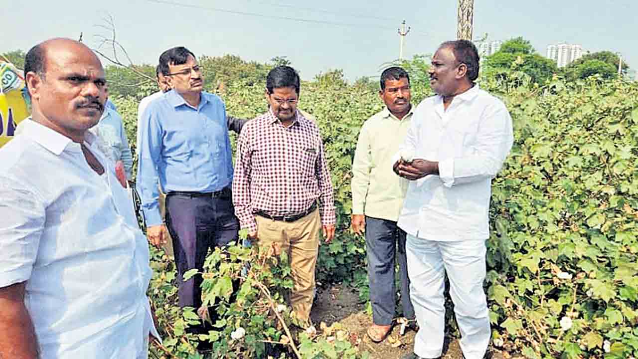 పత్తి పంటను పరిశీలించిన ఇప్కో ప్రతినిధులు