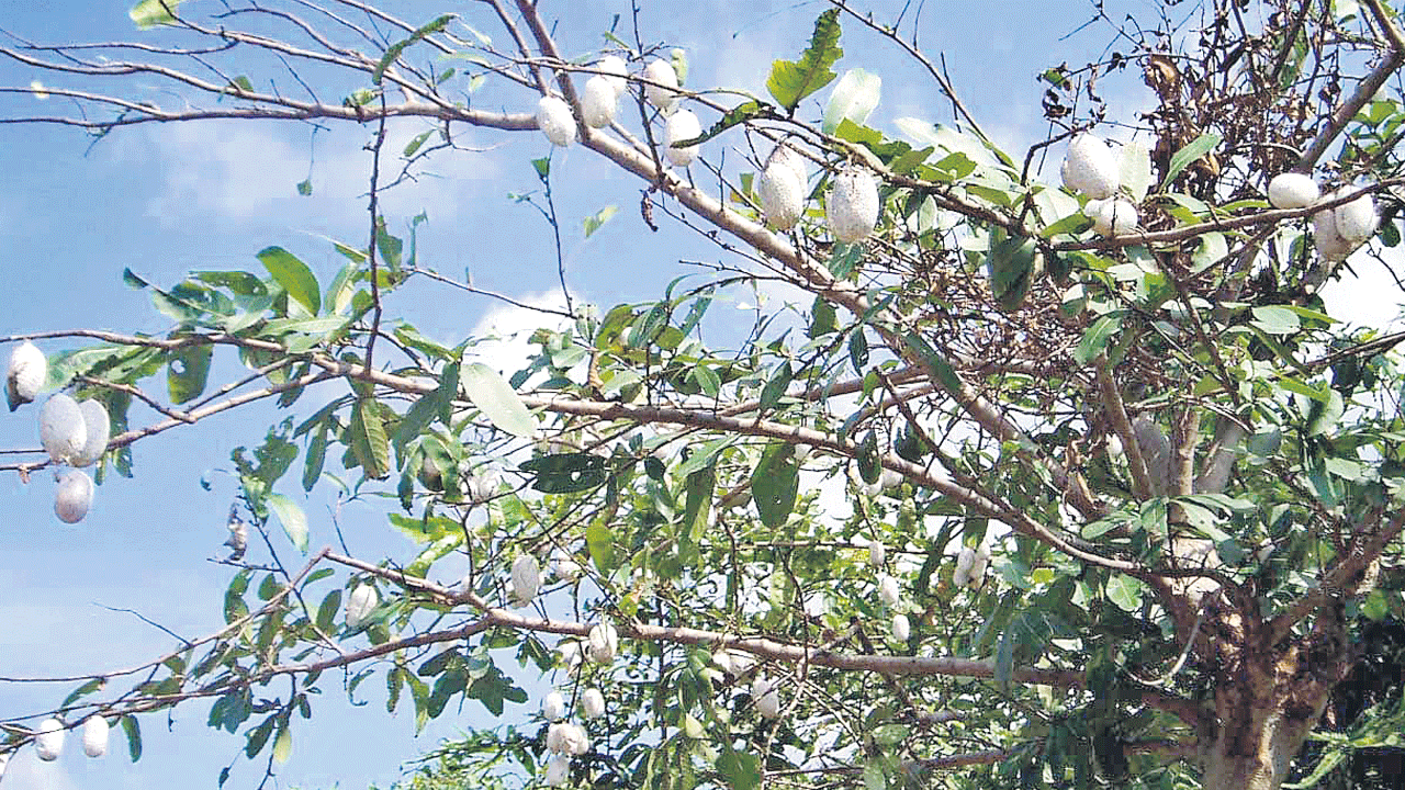 ఆదాయం పట్టు