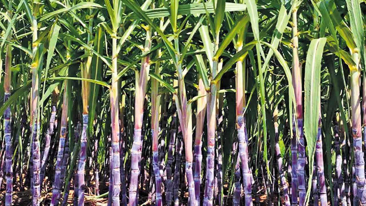 చలికాలంలో చెరకు చేనంతా తుప్పు తెగులు..నివారణ మార్గాలు