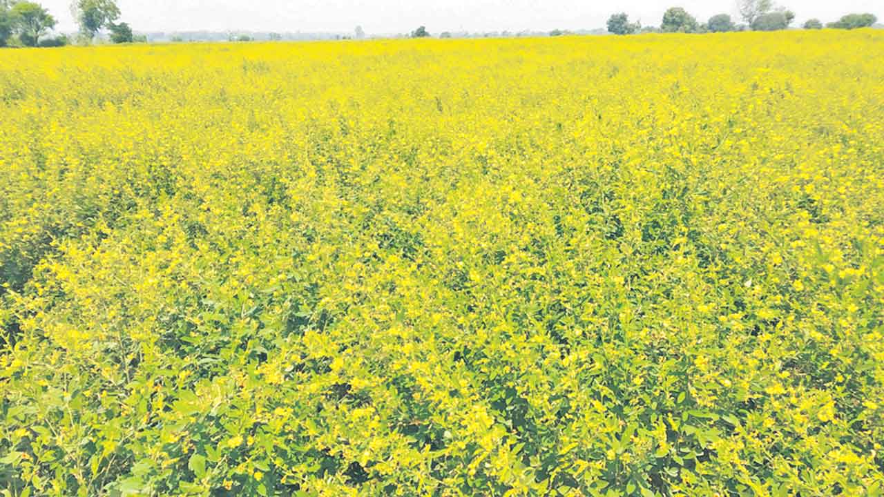 కంది ఆశాజనకం..