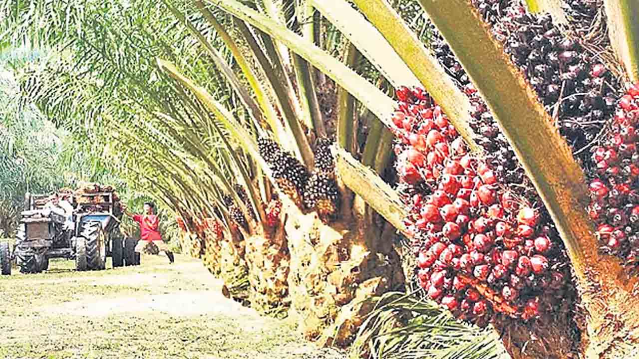 ఆయిల్ పామ్ పంటేద్దాం!