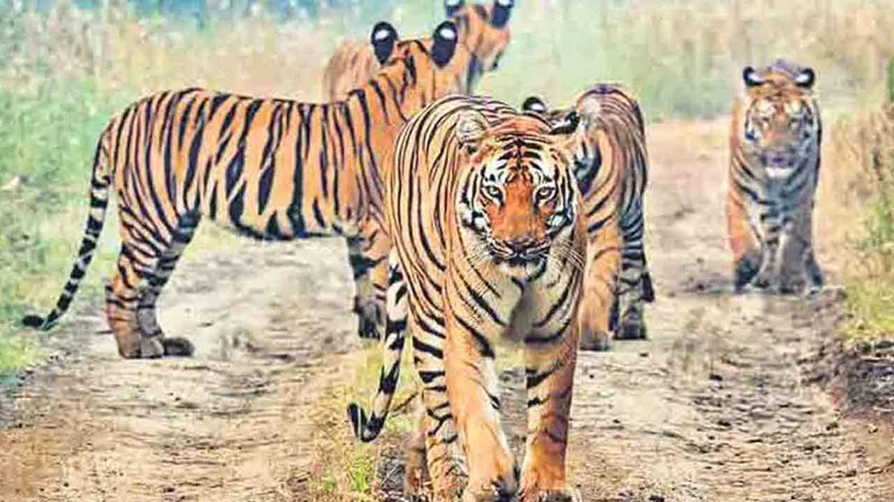 ‘అమ్రాబాద్‌’ పులులపై క్యాటలాగ్‌