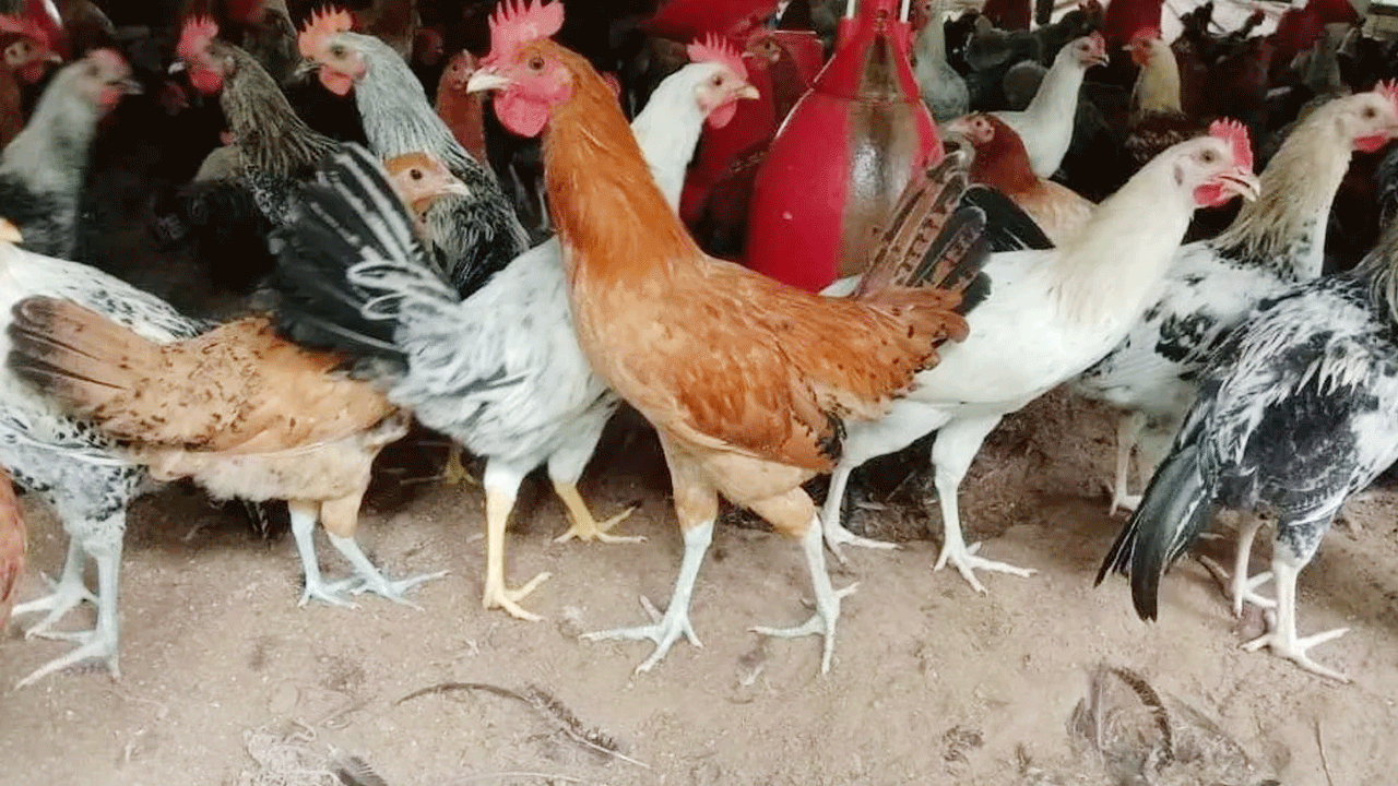 నాటుకోళ్ల వృద్ధికి సర్కార్‌ ప్రోత్సాహం