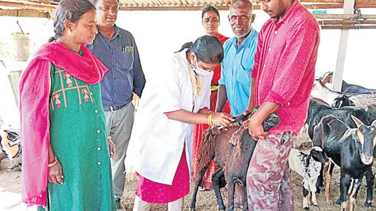 గొర్రెలకు షీప్‌ పాక్స్‌ టీకాలు