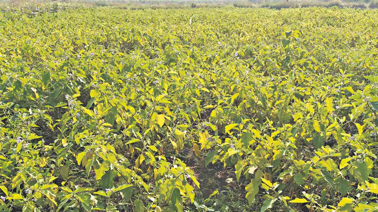 రంగారెడ్డి జిల్లాలో 50 వేల ఎకరాల్లో కూరగాయల సాగు