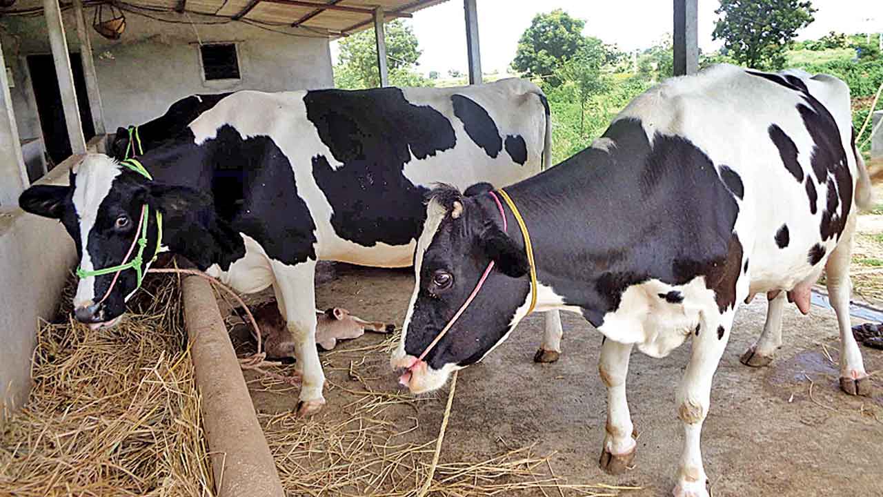 500 మినీ డెయిరీలు.. మేడ్చల్‌-మల్కాజిగిరి జిల్లాలో ఎస్సీ రైతులకు వరం