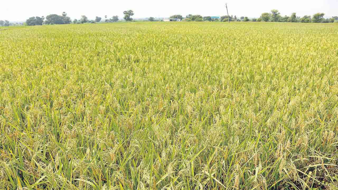 తడులు తక్కువ.. దిగుబడి ఎక్కువ