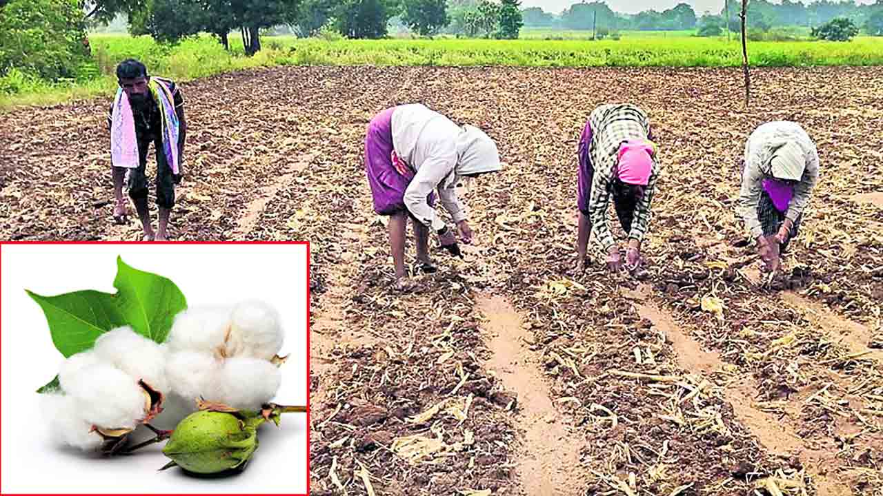 ప్రయోగాత్మకంగా పత్తి.. యాసంగిలో సాగుకు రైతుల ఆసక్తి