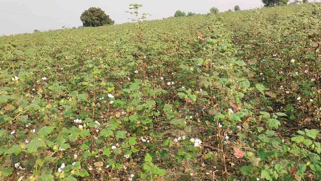 పత్తి క్వింటా రూ.8,500