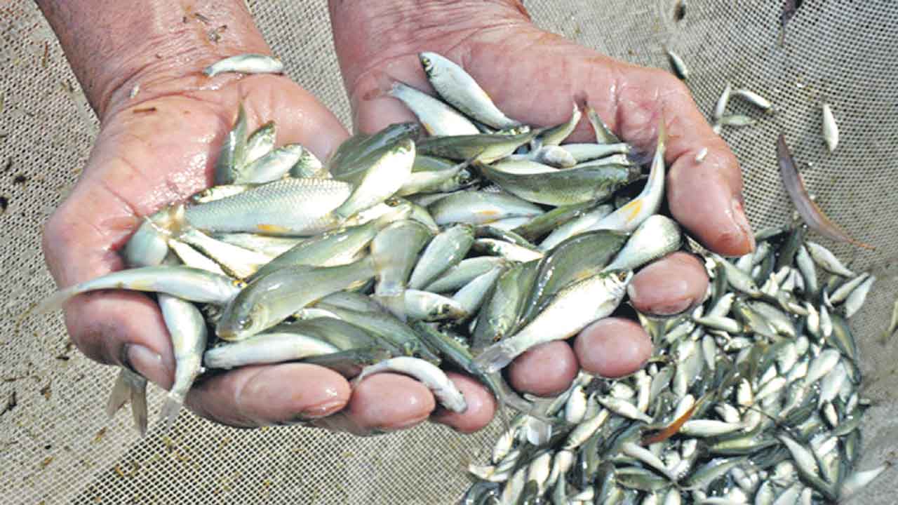 చేప విత్తనాలిస్తూ.. చేయూతనందిస్తూ..