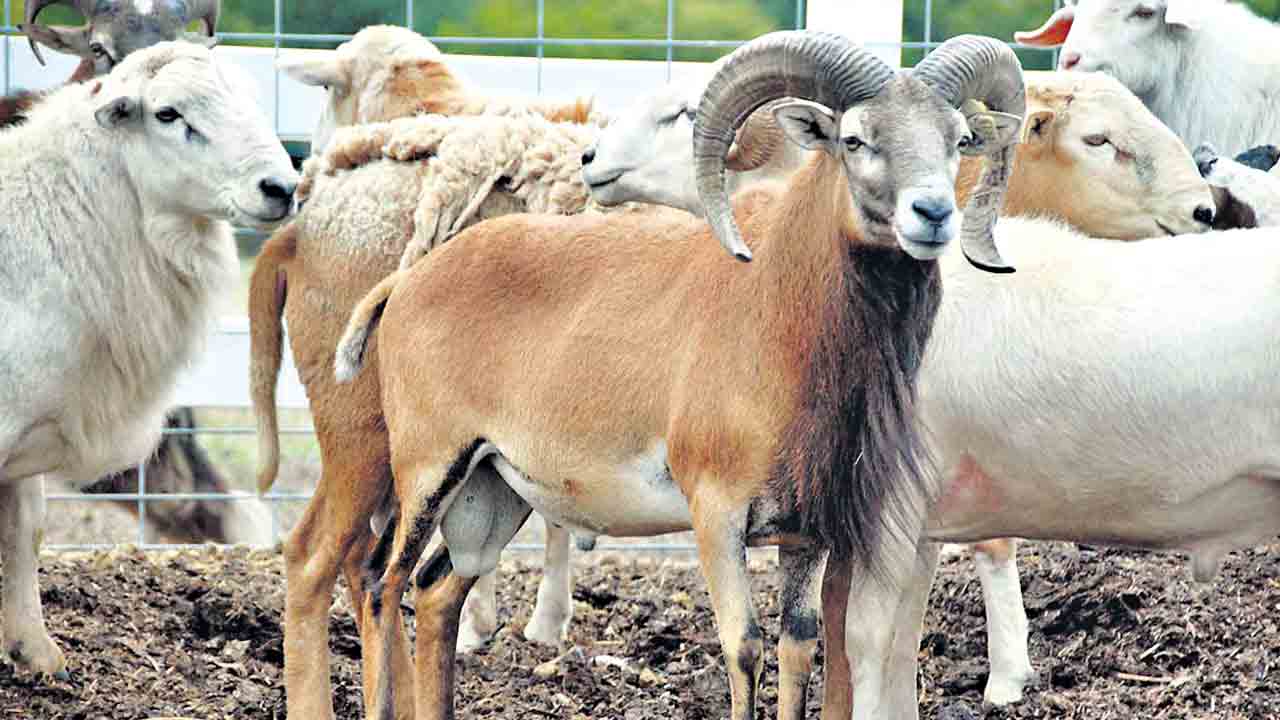 మూతిపుండు.. జీవాలకు గండం!