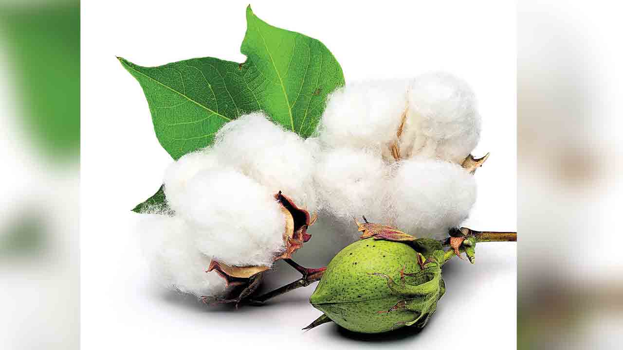 పత్తి @ రూ.9,150