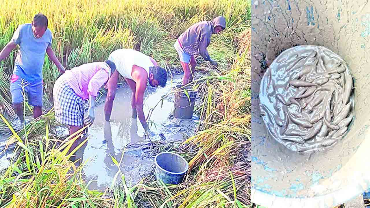 చేనులే చేపలే చేపల్..!