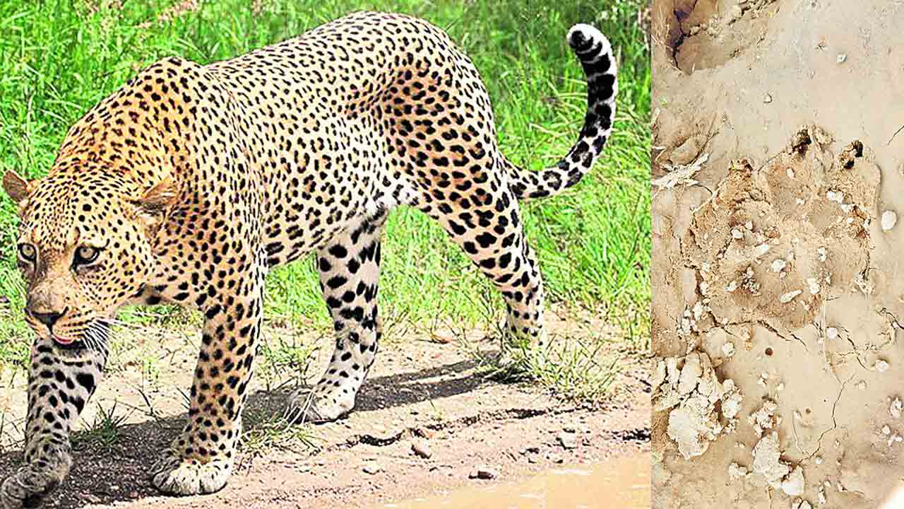 వామ్మో పులి..!