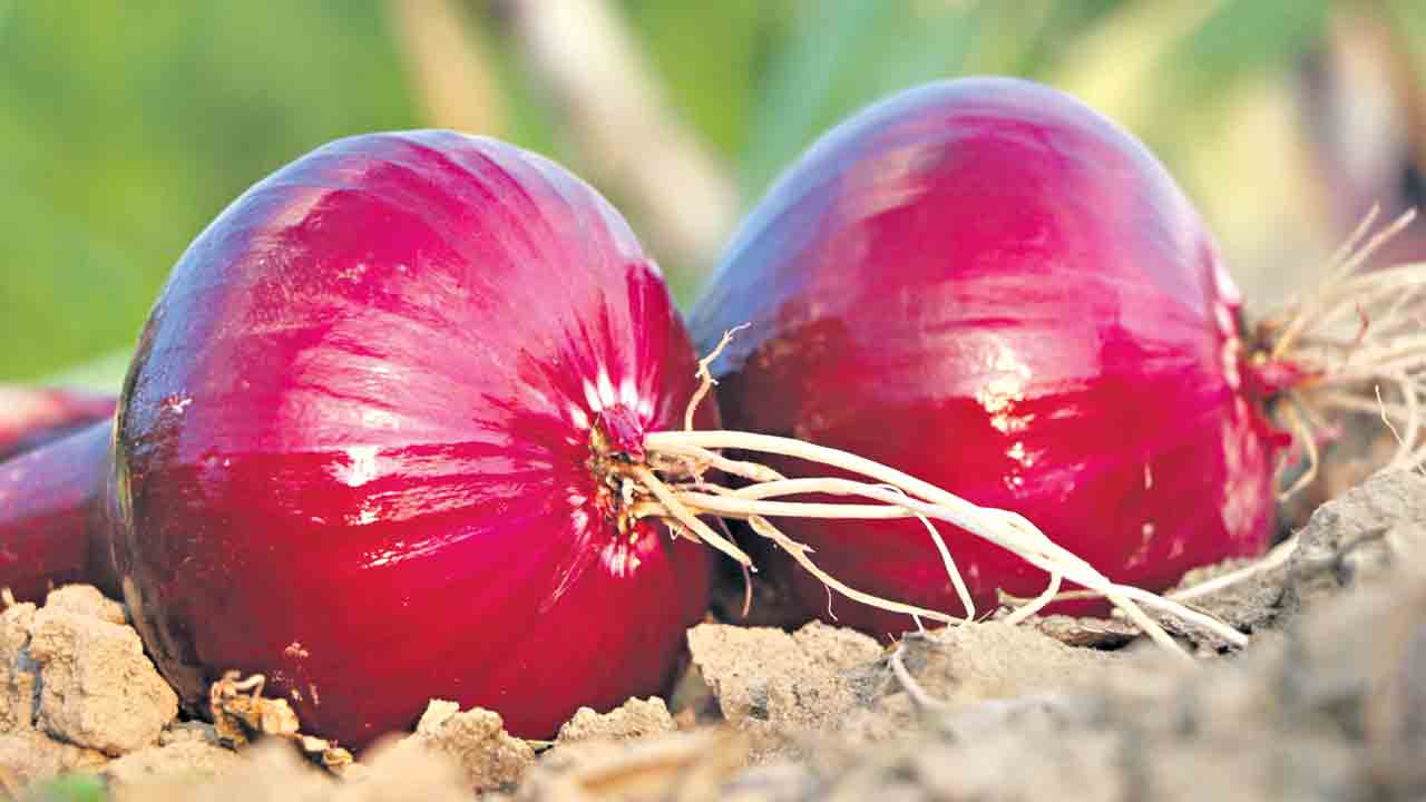 చలికాలంలో ఉల్లిసాగు!