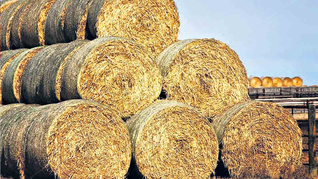 బేలర్‌తో బేఫికర్‌..