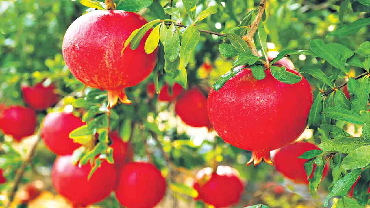 ‘దానిమ్మ’పై దాడి!