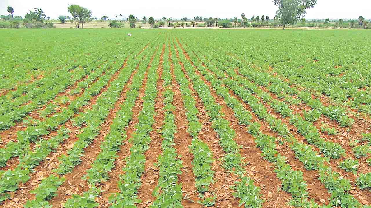 పాలమూరు పల్లీ భలే రుచి!