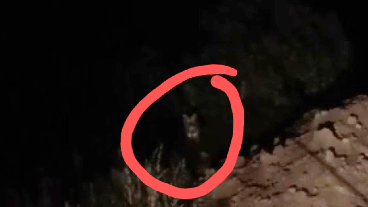 ఆ ప్రాంతం.. పులి ఆవాసం..