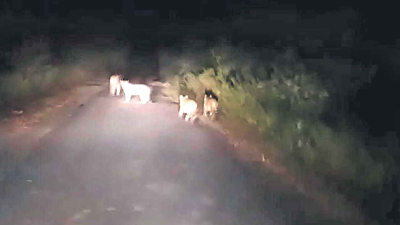 ఒకటి కాదు..4 పులులు