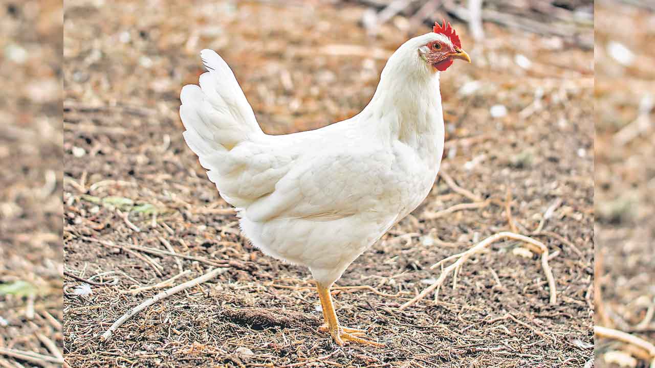 కోళ్లలో కాక్సిడయోసిస్‌