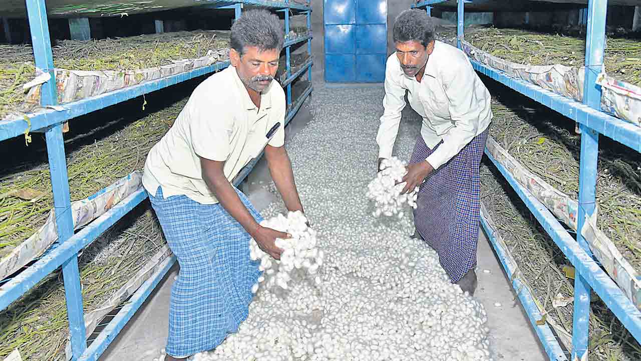 సిరులకు కేరాఫ్‌.. సెరికల్చర్‌!