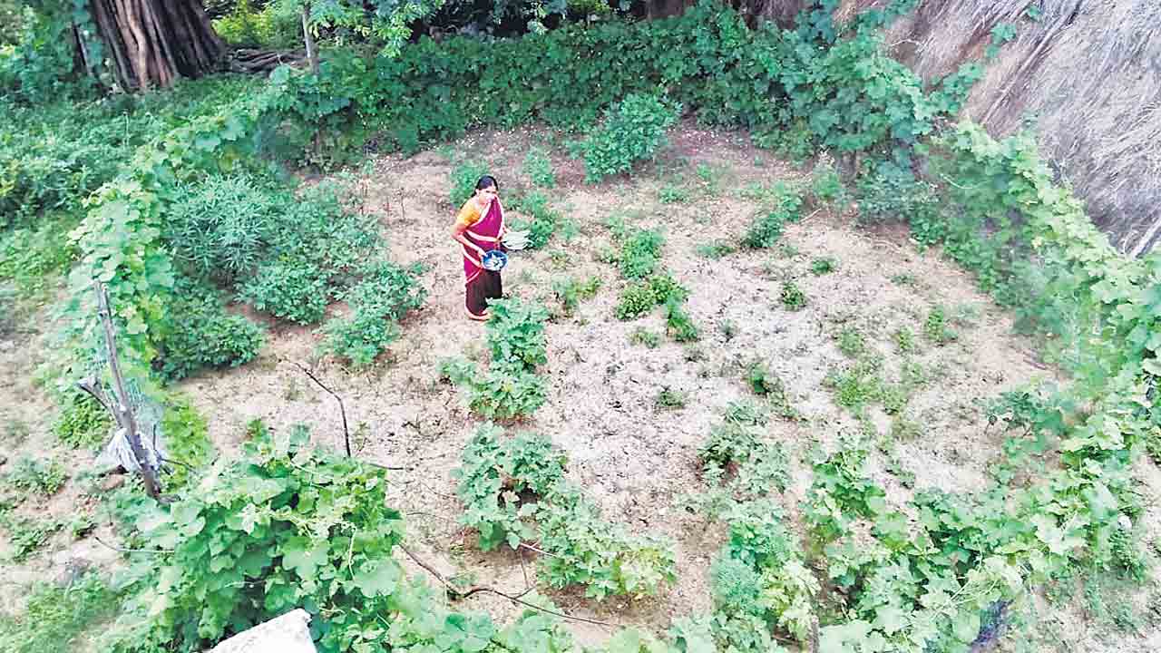 పెరటితోట.. పోషకాల మూట