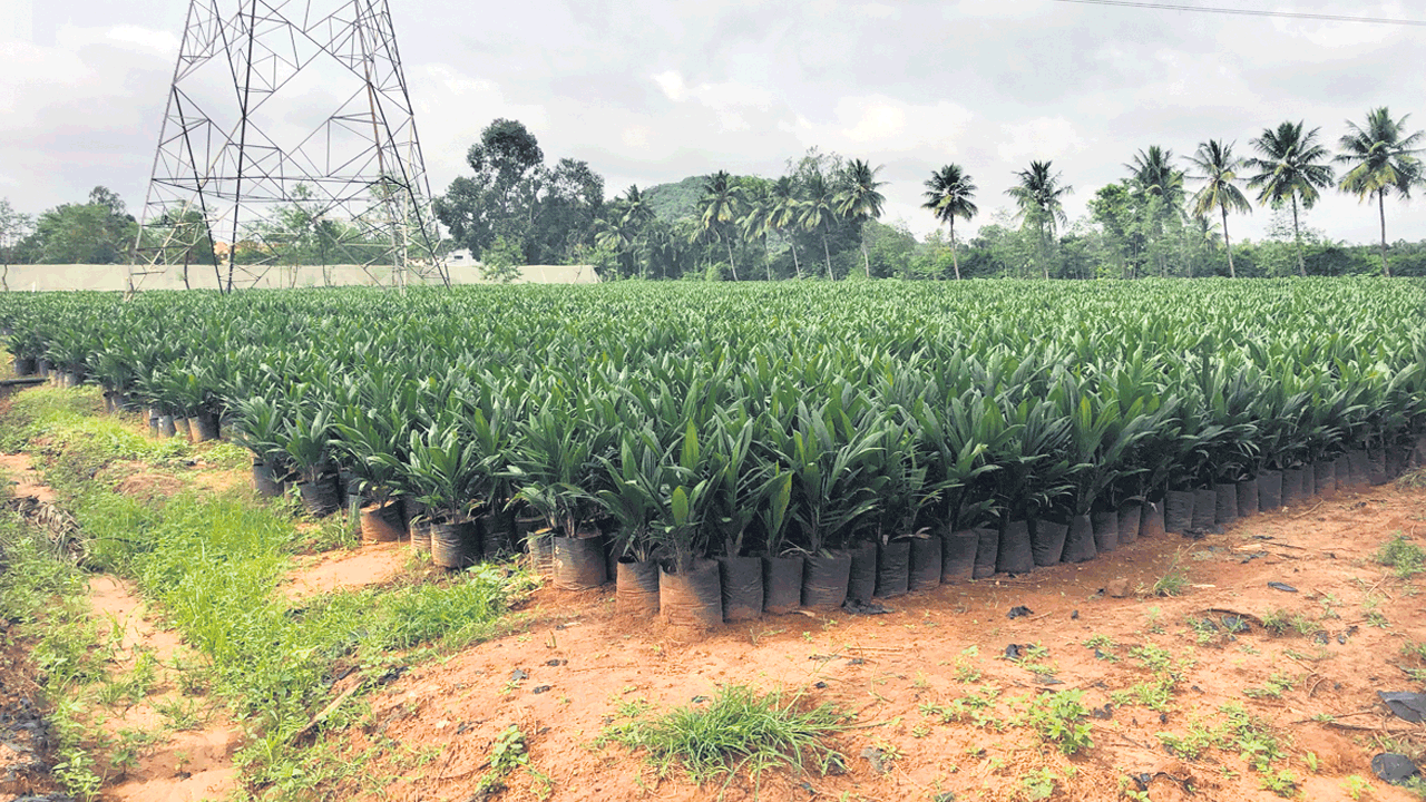 ఆయిల్ పాం మొక్కలు పక్కదారి