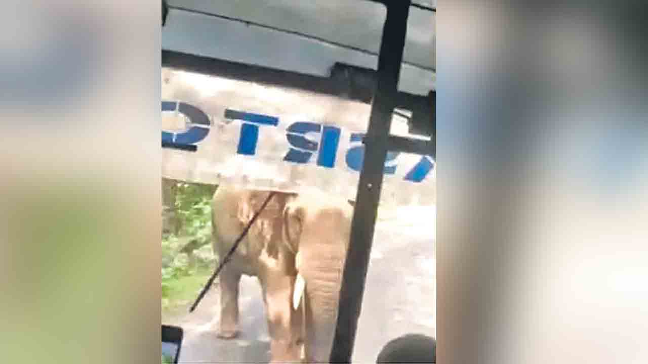 వామ్మో ఏనుగు.. 8 కిలోమీటర్లు రివర్స్‌!