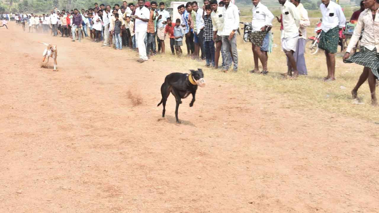 గ్రామ సింహాల పరుగో పరుగు